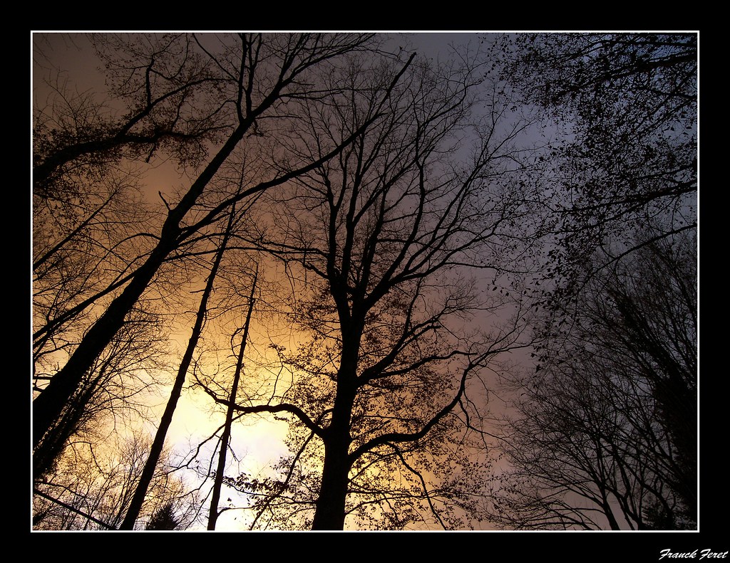 couleur du couchant dans les arbres high definition on a b… Flickr