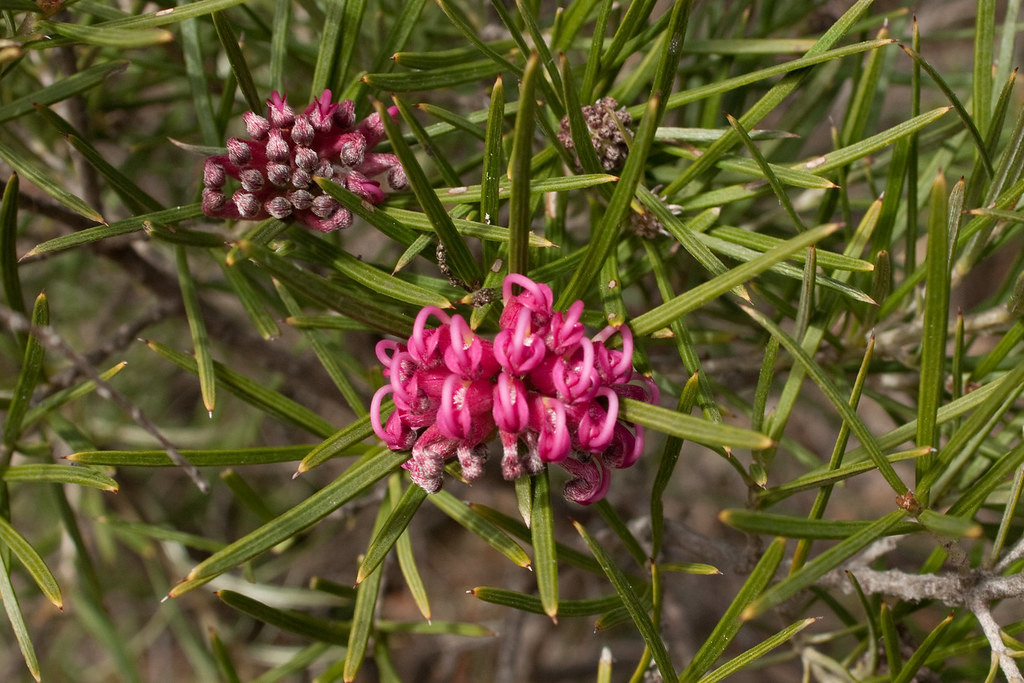 Grevillea confertifolia (Grampians Grevillea), Grampians N… Flickr