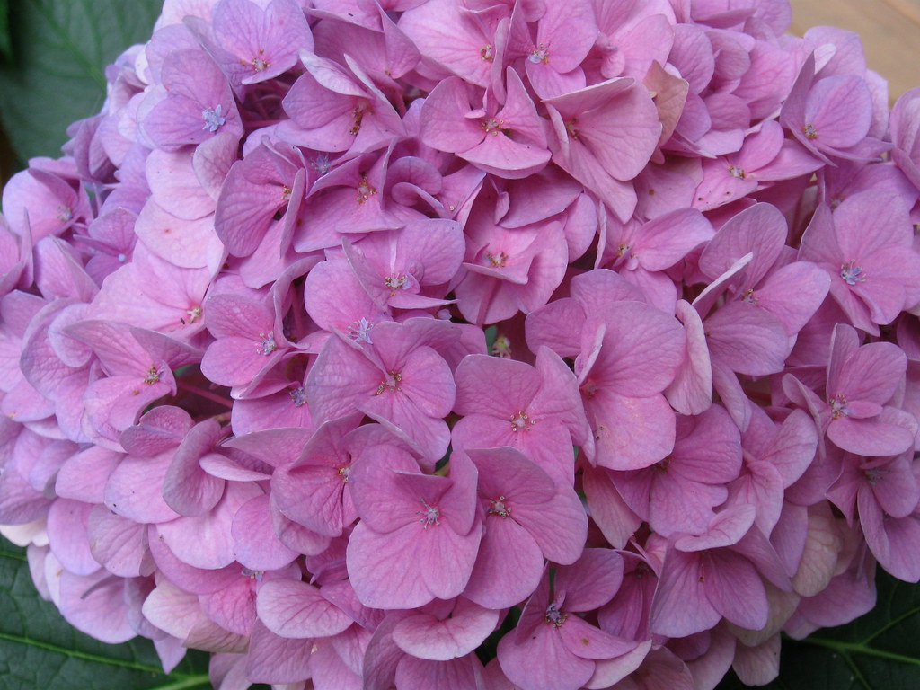 Hydrangea "Challenge Sympathy can be difficult to express… Flickr