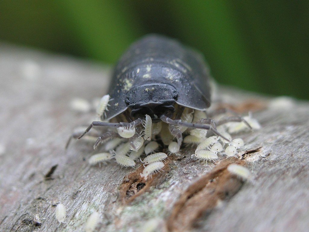 Pill Woodlouse (Armadillidium vulgare) with Young Liz Henwood Flickr