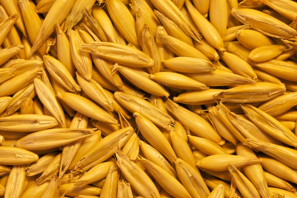 Oat Seed Sample from 2010 Harvest Oats from 2010 Harvest O… Flickr