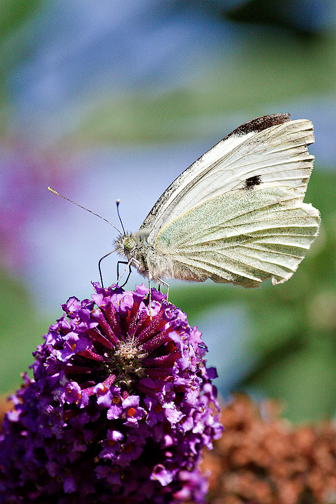 Butterfly Why is a buddleia called a butterfly bush coz … Flickr