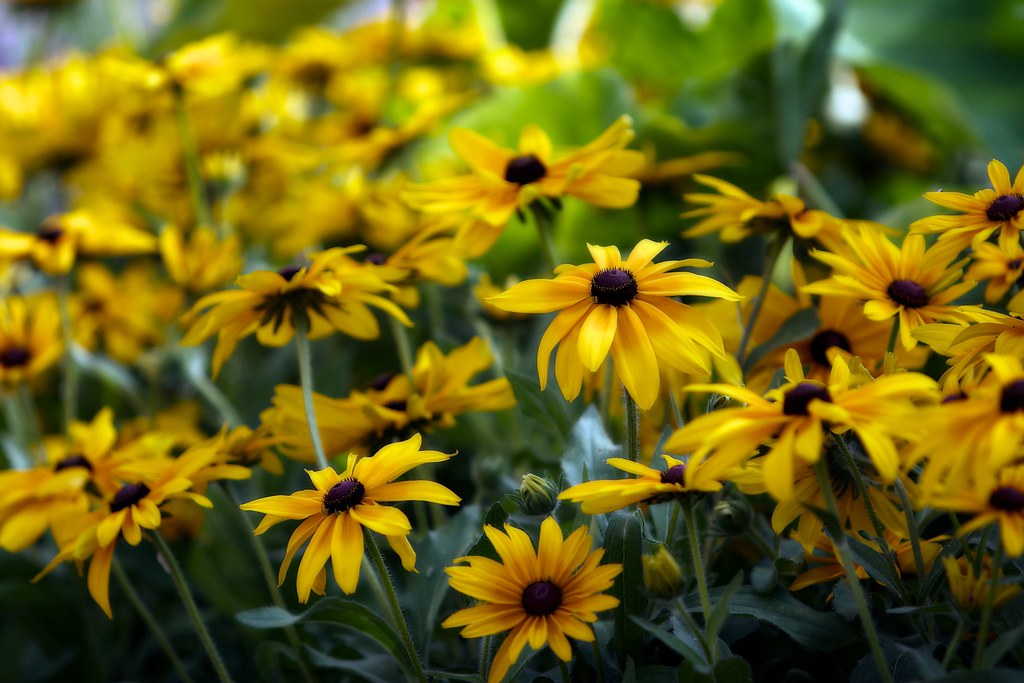 B'ham Flowers Blogged. jhary Flickr