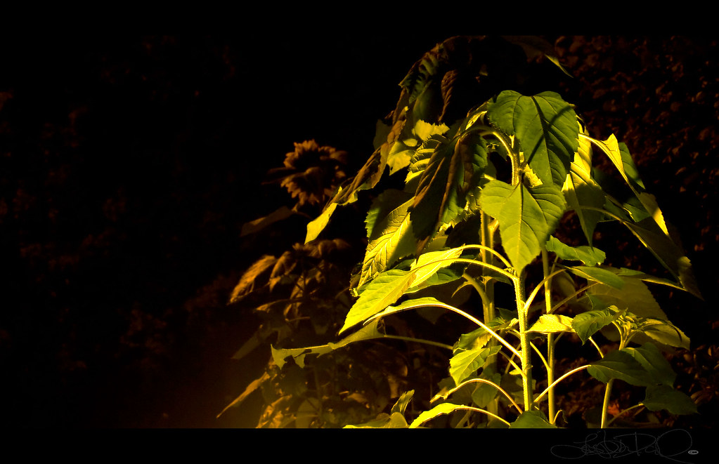 Sunflowers in the dark. Josephine Dahl Flickr