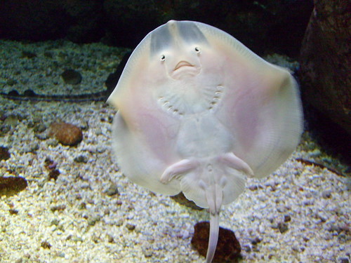 Rochen Kreta Crete Aquarium Thomas Kohler Flickr