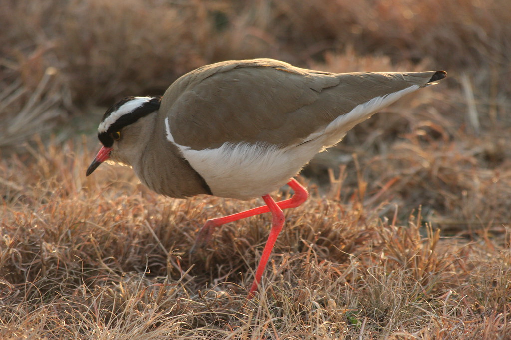 Crowned Plover Plover foraging for something to eat. Vic Gebhardt