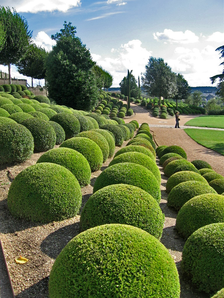 Ballshaped shrubbery, gardens at Château d'Amboise, Franc… Flickr