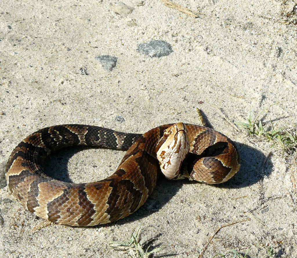 Cottonmouth, south USA Agkistrodon piscivorus Gra… Flickr