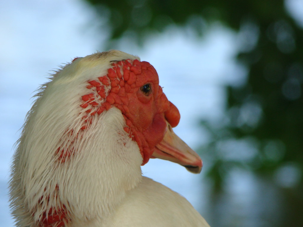 Pato branco O pato pertence a família Anseridae na qual es… Flickr