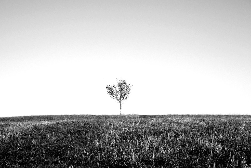 lone tree b&w Ayrshire Farm, Upperville, VA Christina Saull Flickr