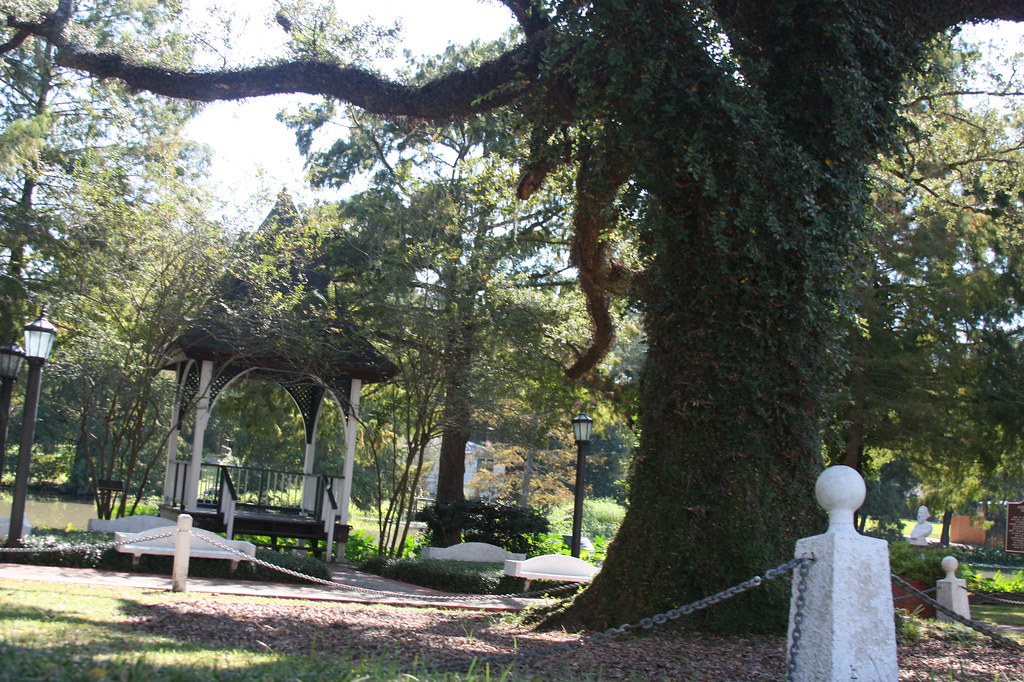 Evangeline Oak Evangline Oak in St. Martinville, La. whizbangokie