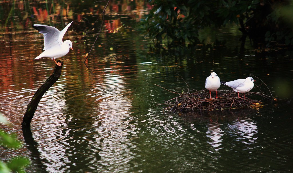 Pond Life Hampstead Stephanie Sadler Flickr