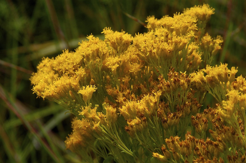 Ohio Goldenrod Solidago ohioensis Dan Mullen Flickr