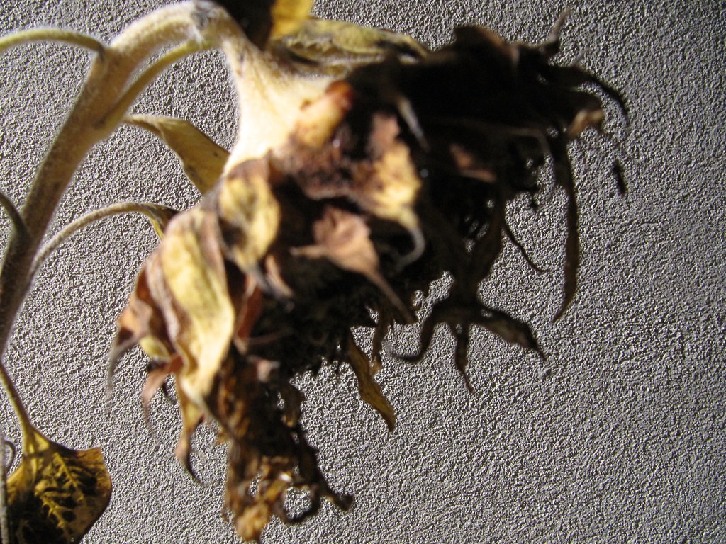 Dead Sunflowers IV Paul Taylor Flickr