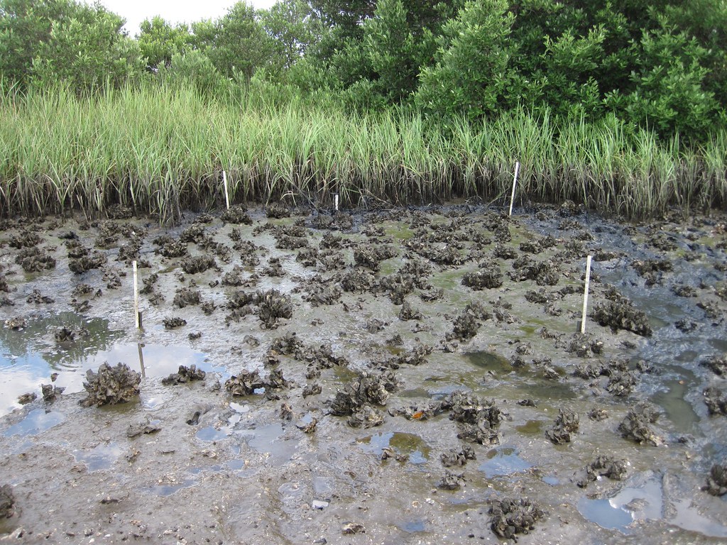 CK_exposed_reef Learn more about oyster reef ecology wfsu… Flickr