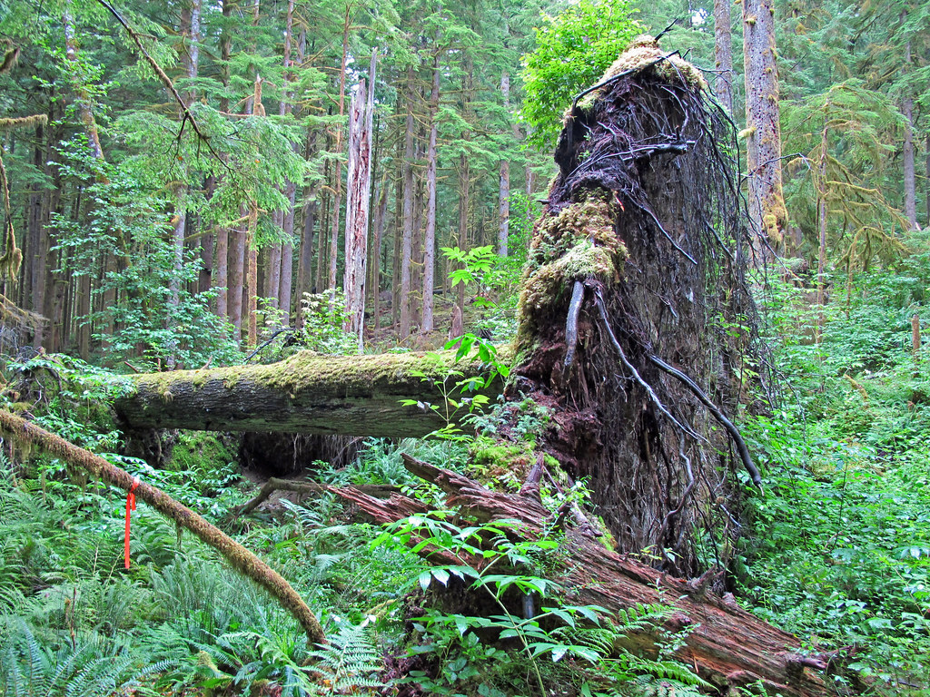 Root ball Tree fall and root balls are a common sight alon… Flickr