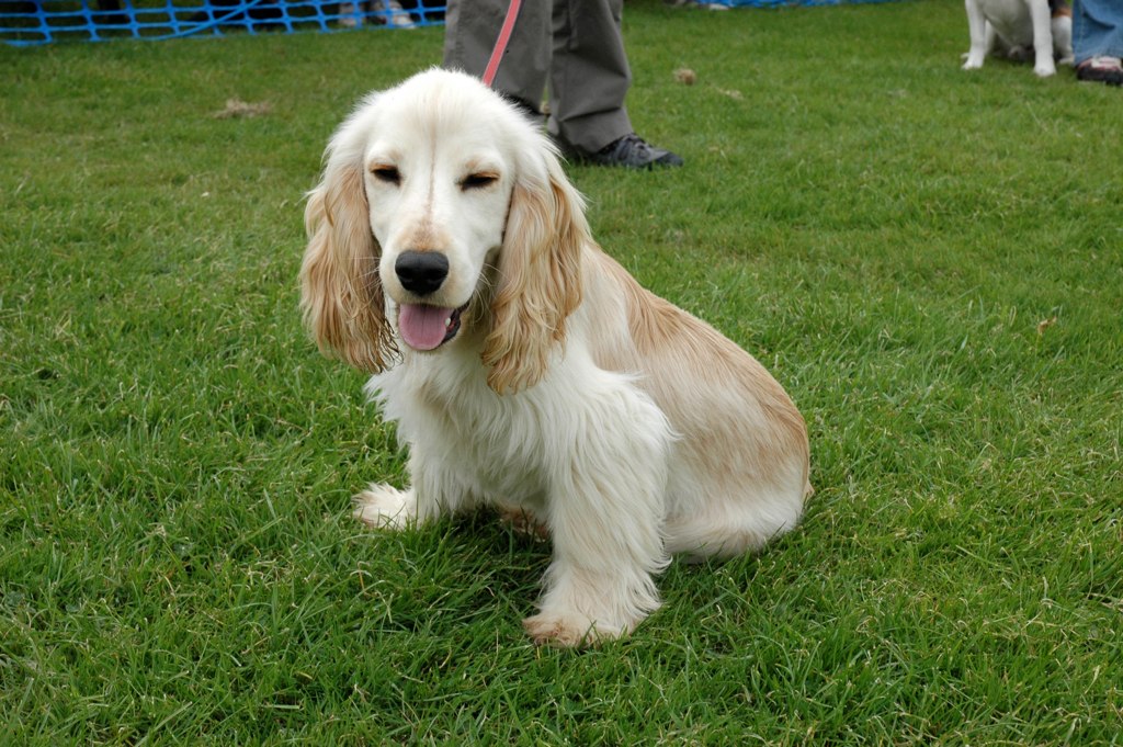 DSC_0582 Glasgow Dog Training Flickr