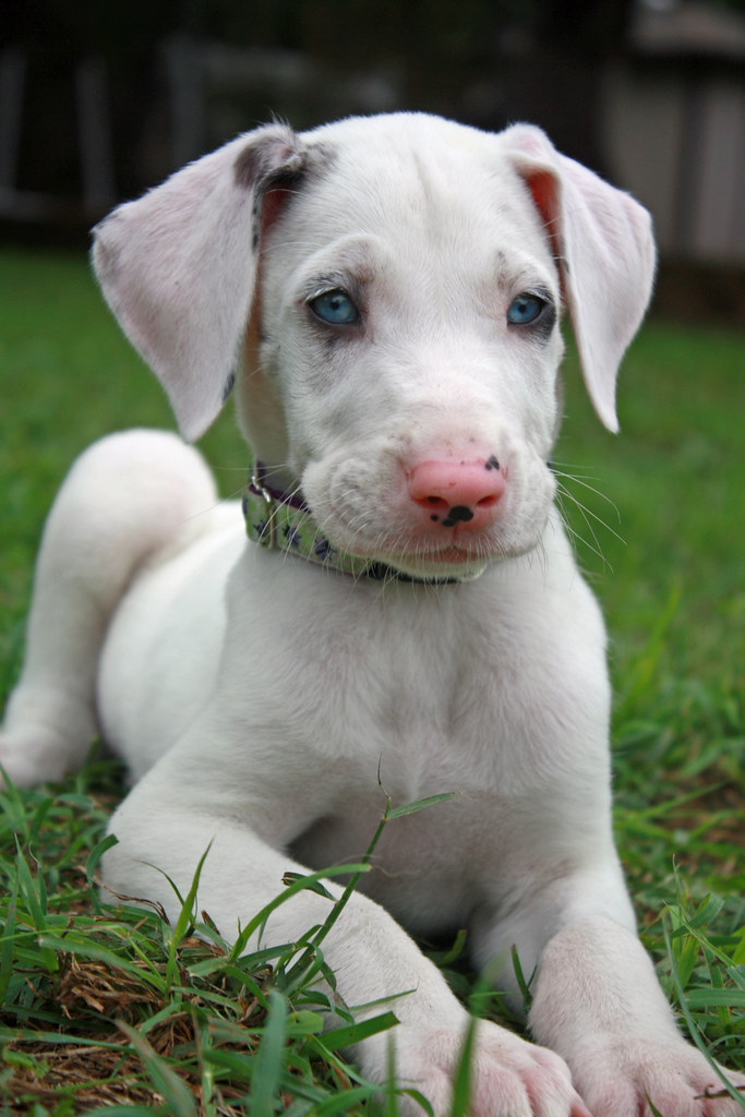 +33 Puppy Finder Great Dane