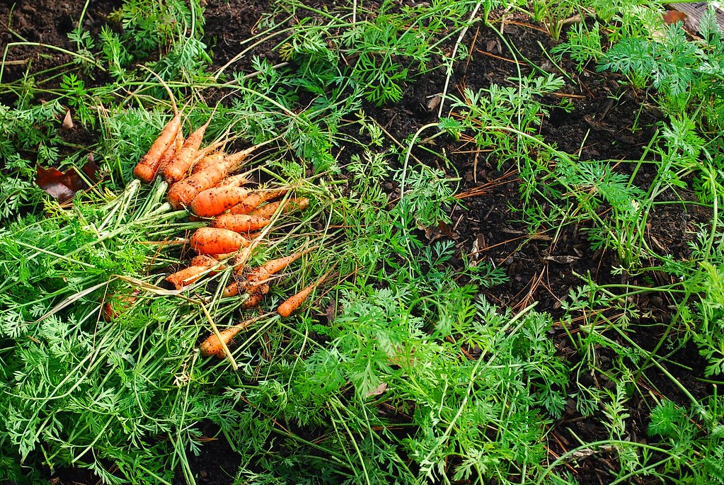 carrot bed A Growing Tradition Blog Flickr