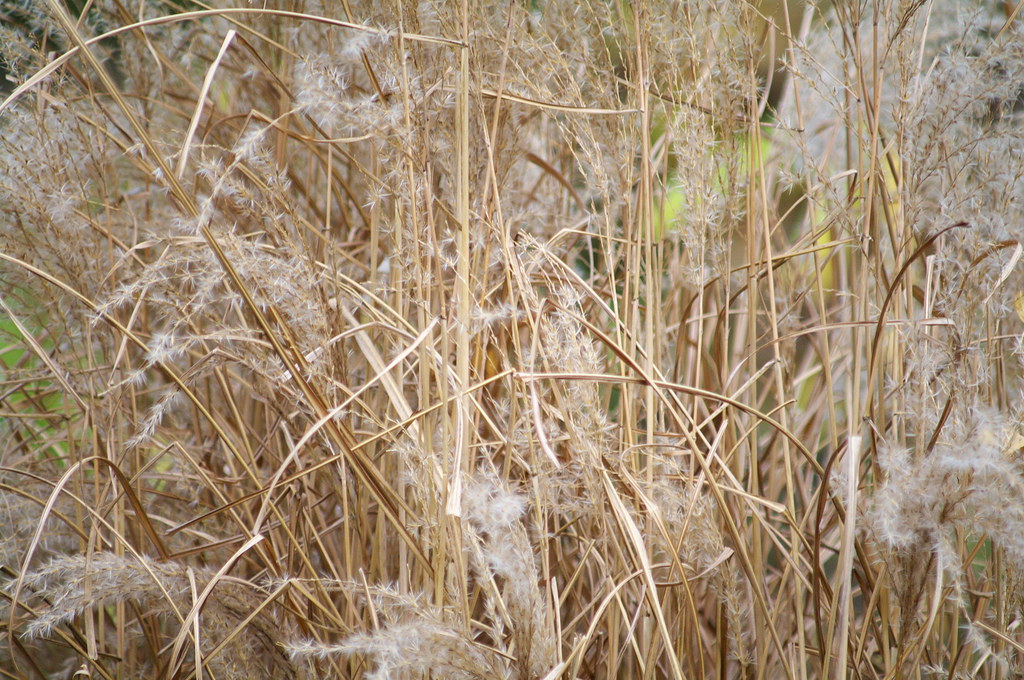 Grass Dead ornamental grass. Sigma 75200mm f3.8 AF kh1234567890