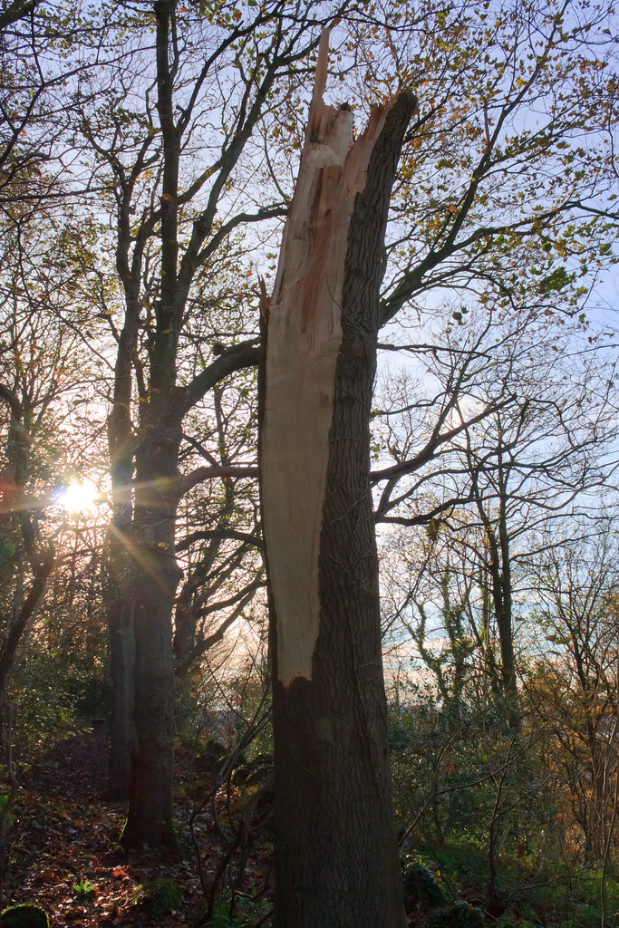 Week 47 Thwaite Brow Wood Bolton Le Sands This tree wa… Flickr