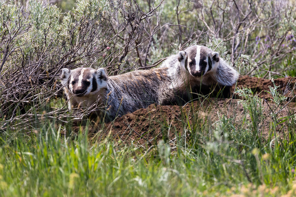 Badgers digging near Indian Creek Campground NPS / Jacob W