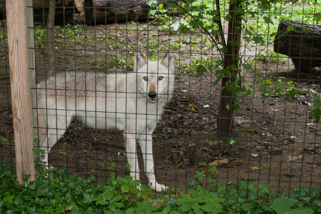 "Tamed" Wolf Scott Kelby Worldwide Photo Walk Potter Park … Flickr