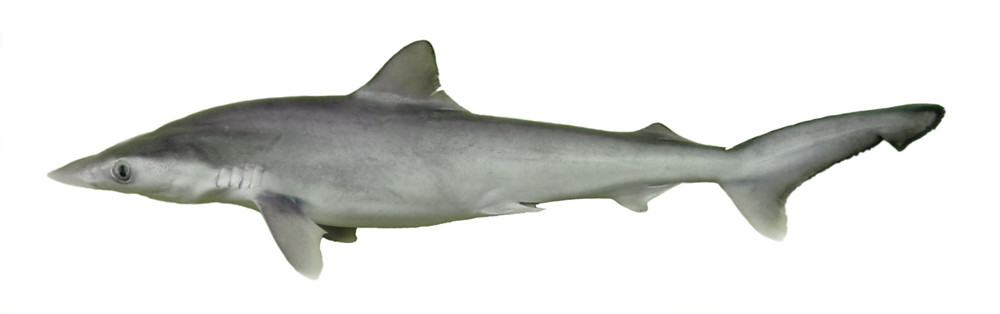 釣り Rhizoprionodon longurio (Tibron picudo) - a photo on Flickriver