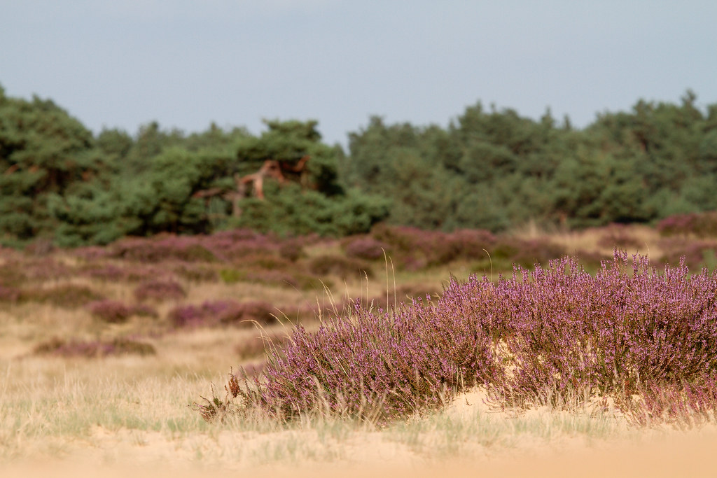 Nationaal Park De Hoge Veluwe Nationaal Park De Hoge Veluw… Flickr