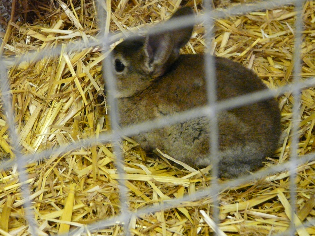 Baby Rabbit geogman Flickr
