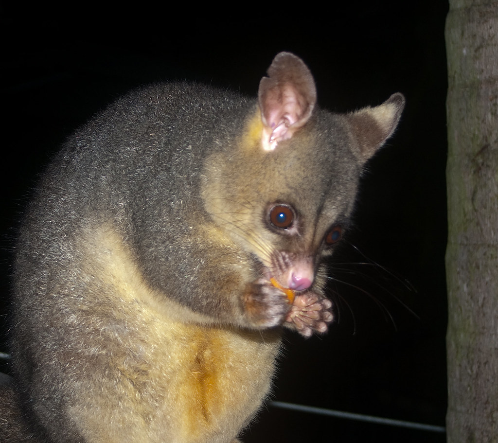 IMGP5270_possum Possum eating the end of a carrot while si… Flickr