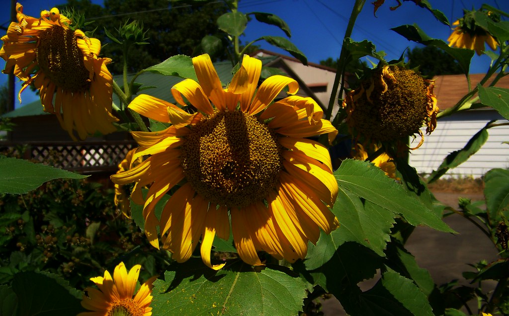 sunflower bad hair day sage112000 Flickr