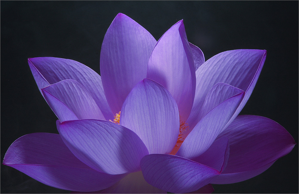 Lotus purple Lotus purple Bahman Farzad Flickr