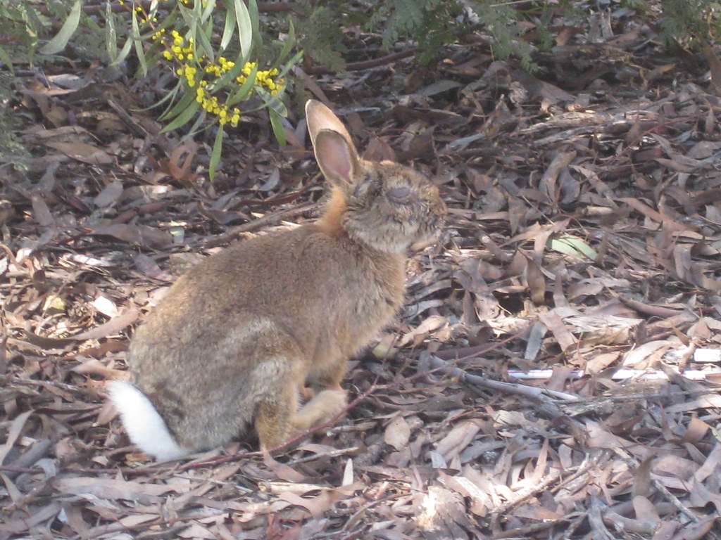 Bunny at University of Canberra Fiona Moore Flickr