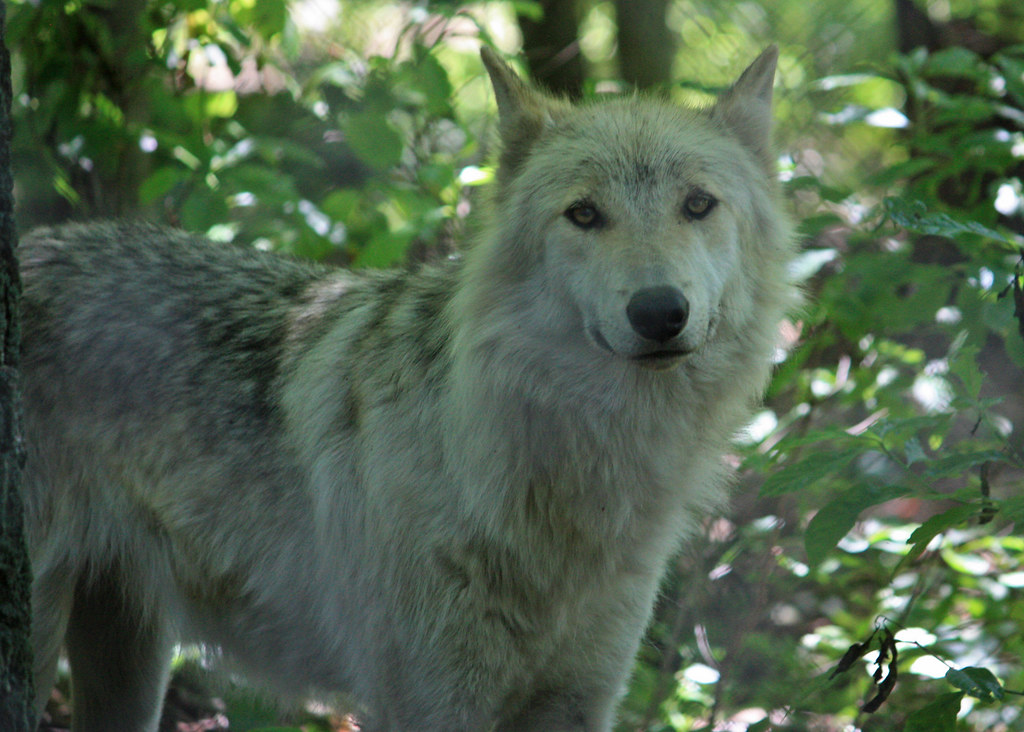 Wolf in NJ Wolf in NJ Lakota Wolf Preserve Tom Beattie Flickr