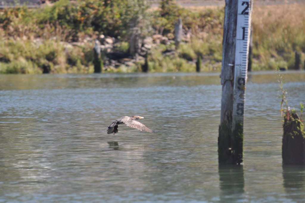 Cormorant photo by Tony Grover Northwest Power and Conservation