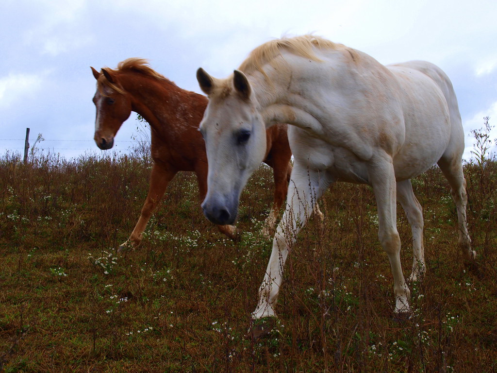 Candy Cane Ranch Jewels and Buddy Rachel Coutermarsh Flickr