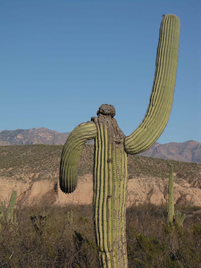 "Walking Man" Saguaro Cactus in small wash just S of Alder