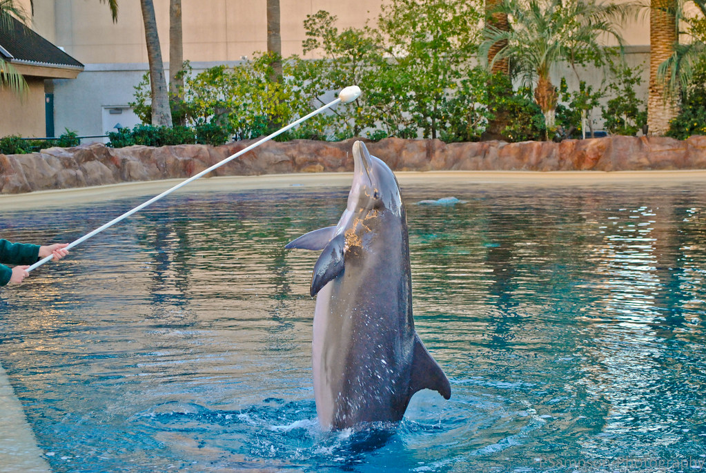 Mirage Dolphin4 Dolphin playing with a trainer at The Mira… Flickr