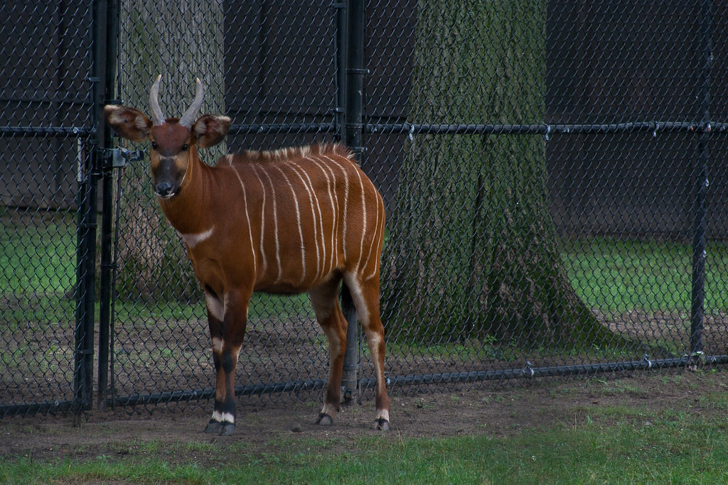 Striped Scott Kelby Worldwide Photo Walk Potter Park Zoo J… Flickr
