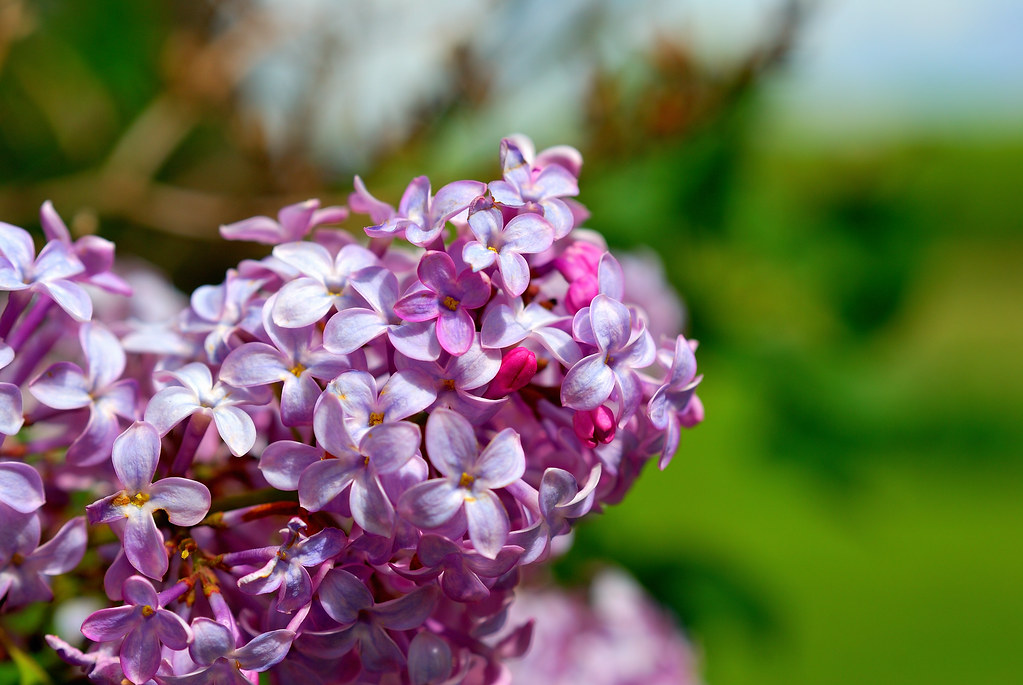 Lilac Lilac flowers on a warm spring Wisconsin day. Taken … Flickr