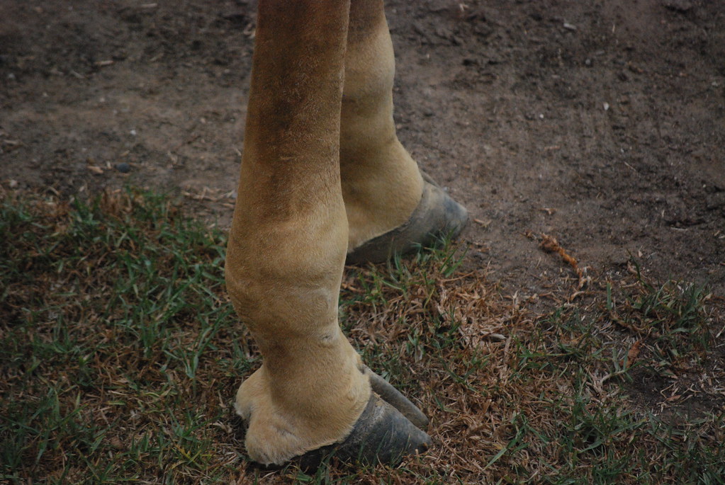giraffe hooves Rebecca Vazquez Flickr
