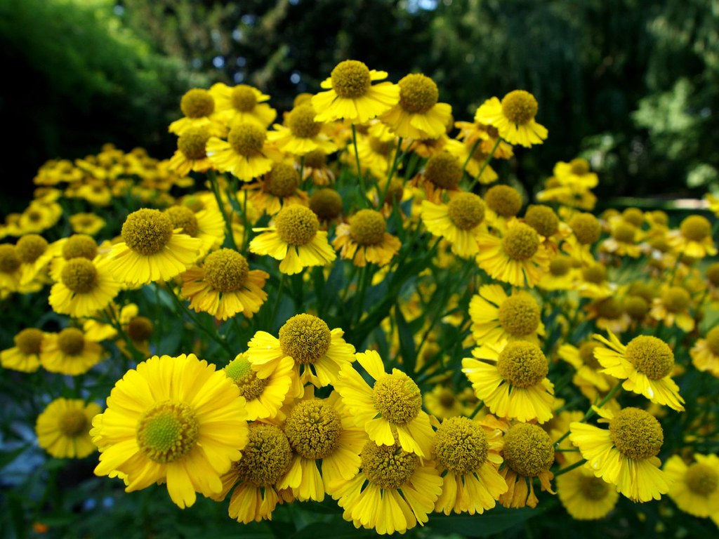 protruding flowers Zagreb, Croatia sawa* Flickr