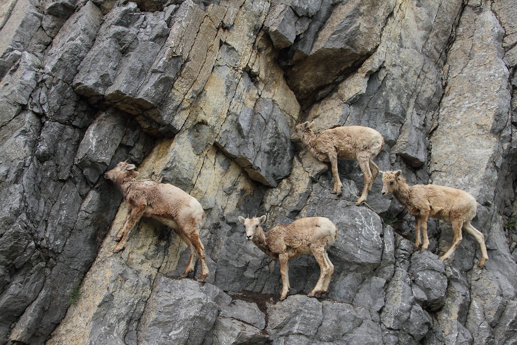 Mountain Goats licking Salt from Rockface a photo on Flickriver