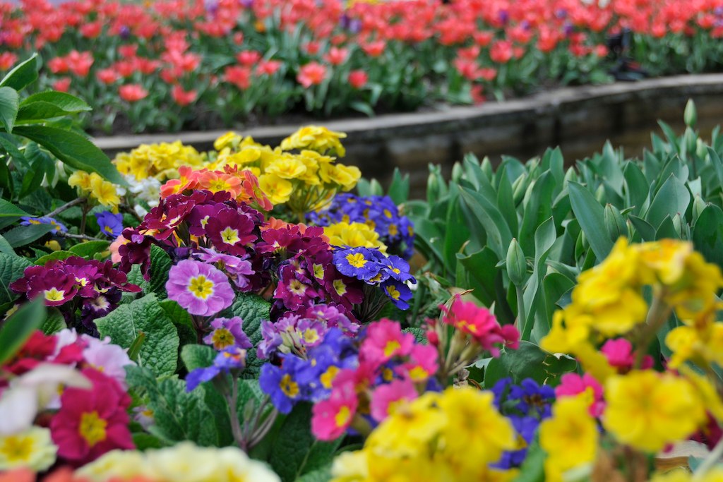 Flowers Libby Flickr