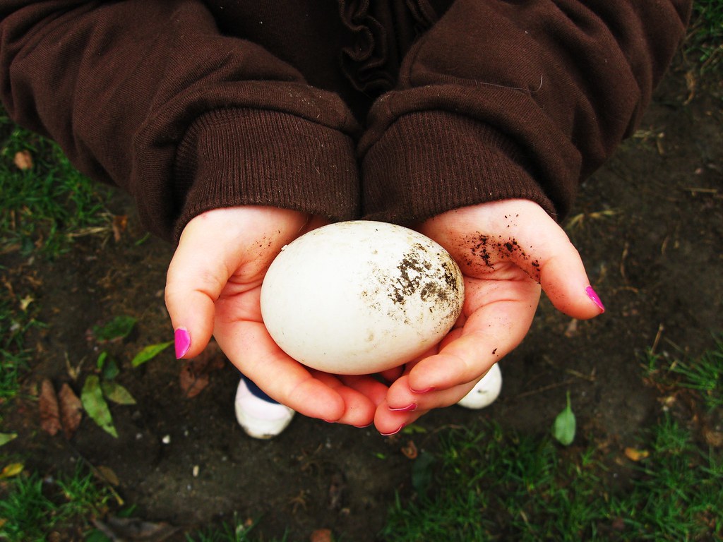 Finding the duck egg The farm dog had carried the eggs awa… Flickr