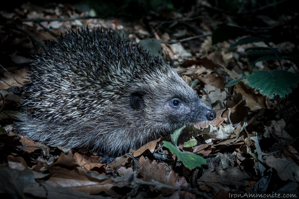 Hedgehog in woods at night7.jpg Paul Williams Flickr