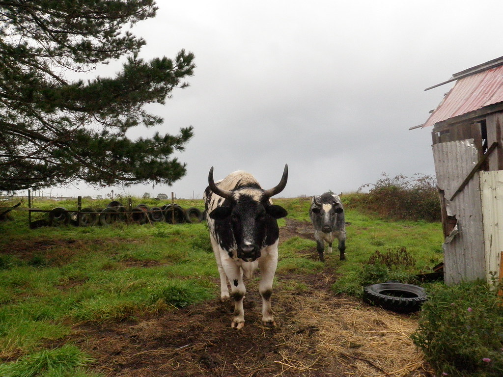 Blue Ox Woodworking and School, Eureka CA An open house on… Flickr