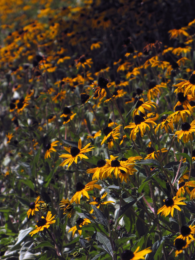 Blackeyed Susans I think pretty much everyone participati… Flickr