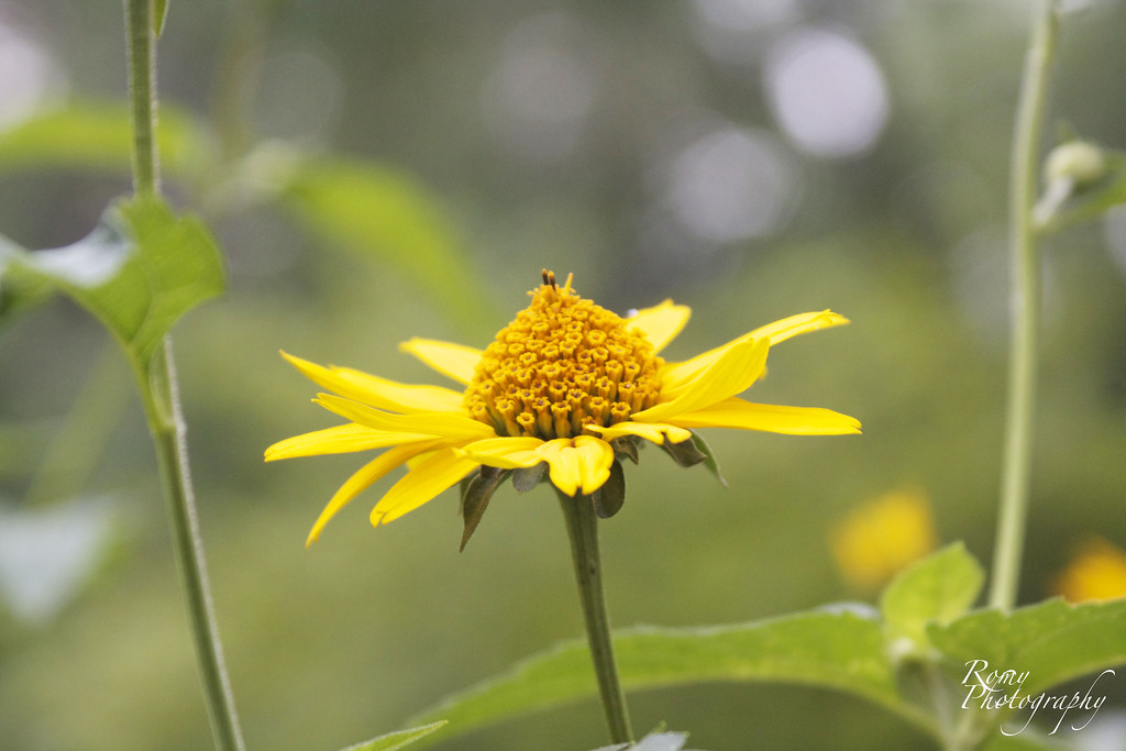 Invictus flower Invictus by William Ernest Henley Out of … Flickr